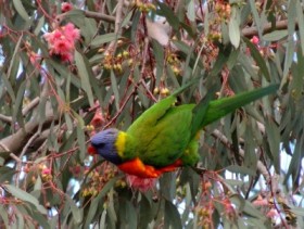 Australian plants have evolved their flower hues to attract birds like the Rainbow Lorikeet.
