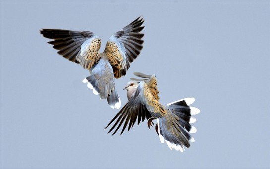 The European turtle dove has been hunted since the days of ancient Egypt to the extent that its numbers are in serious decline  Photo: David Tipling 